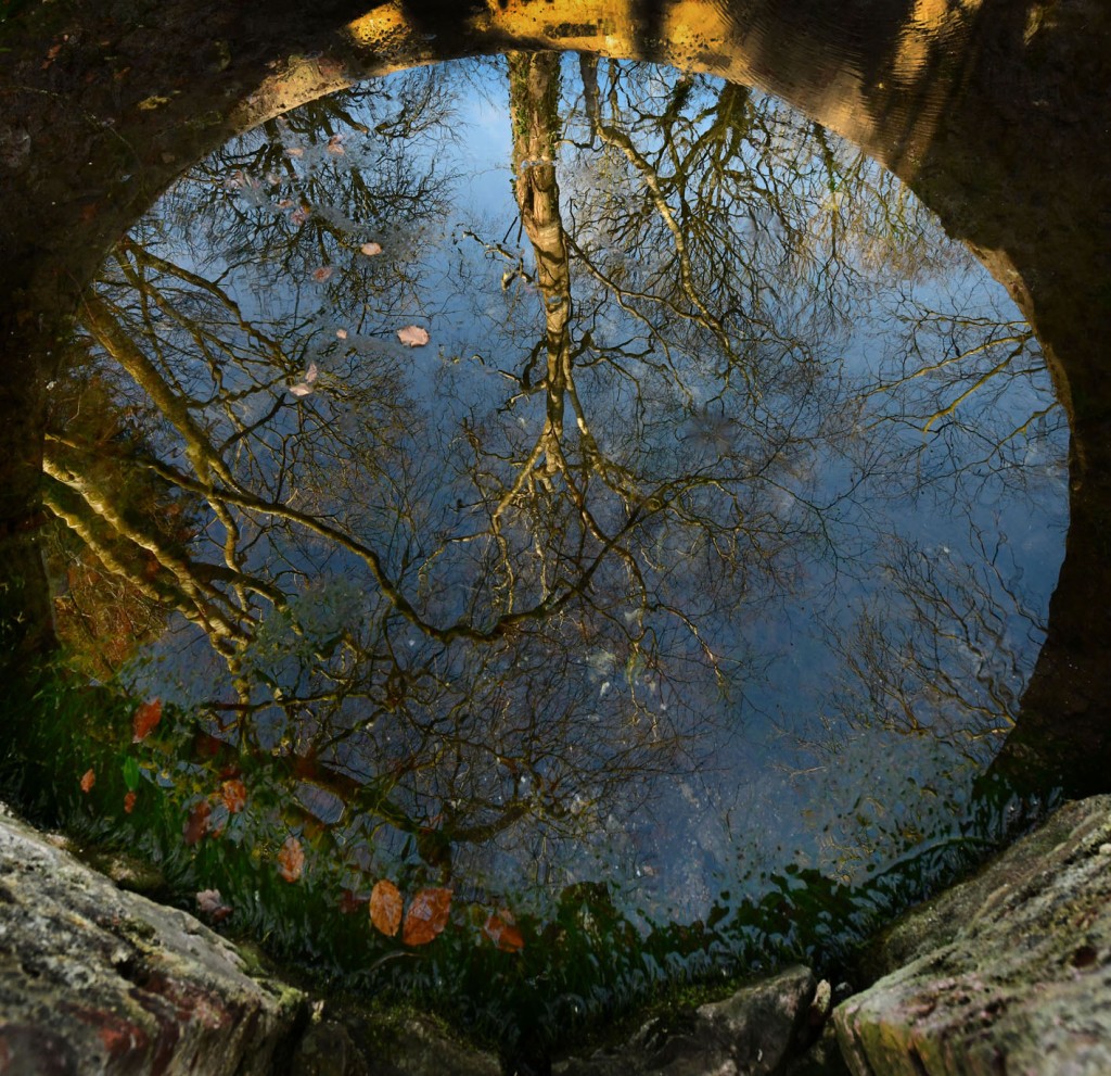 Photograph of trees reflected in the still waters of an underground well.